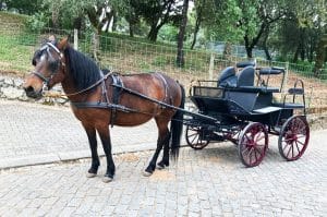 DORNES E FERREIRA DO ZÊZERE – 1 DIA
